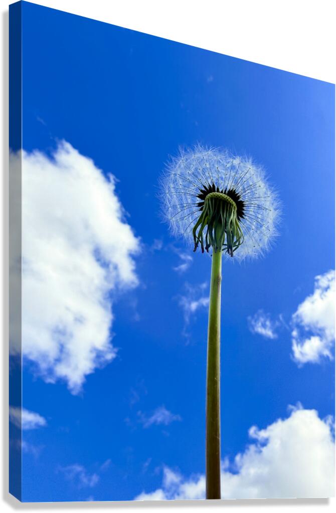 Make a Wish Canvas Print