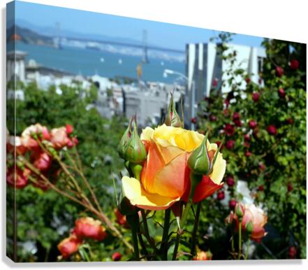 A City Rose Canvas Print