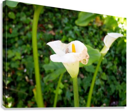 Golden Rod Exposed 2 Canvas Print