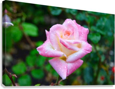 Beautiful Sweat Canvas Print