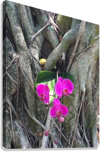 Natural Orchid 1 Canvas Print