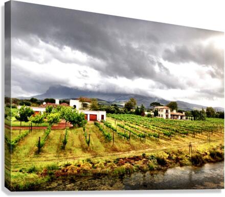 Vineyard in South Africa Canvas Print