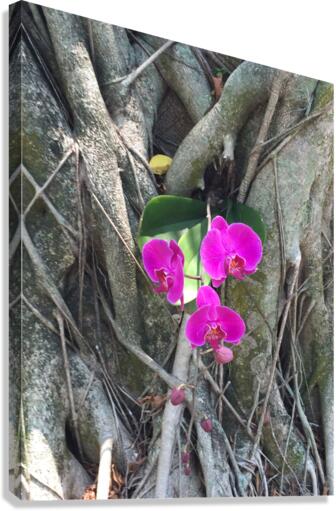 Natural Orchid 1B Canvas Print