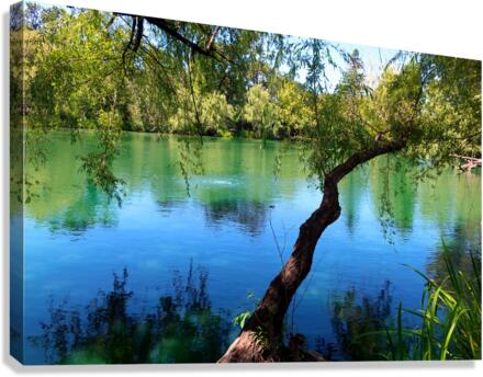 Pond Do  Canvas Print