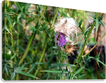 To Bee or Not to Bee   Canvas Print