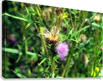 Thistle Be a Good Day Canvas Print