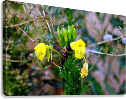 To Bee or Not to Bee  -- Checking Under The Hood Canvas Print