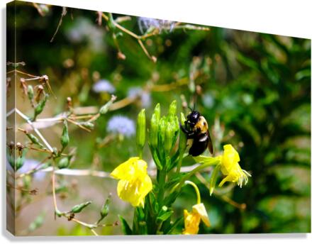 To Bee or Not to Bee  -- Early Bee Gets the Pollen Canvas Print