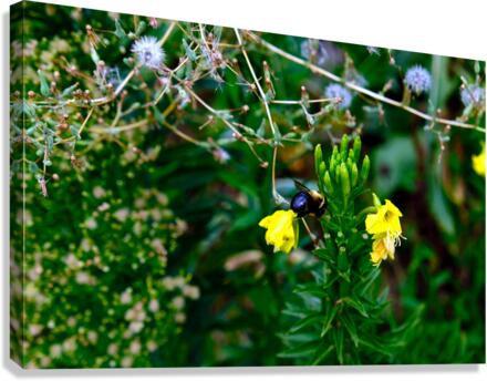 To Bee or Not to Bee  -- Kiss My Shiny Bumble Butt Canvas Print