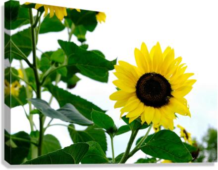 Hello Sunshine 2 Canvas Print