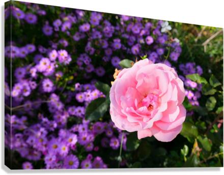 Flower Bloom 6 Canvas Print