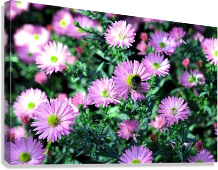 Pink Daisies 2C Canvas Print