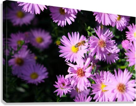 Pink Daisies 2B Canvas Print