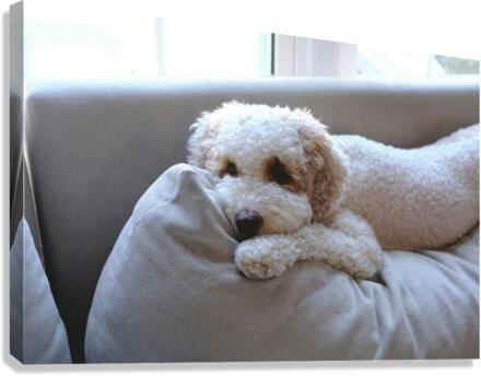 Patient Pooch Finn Canvas Print