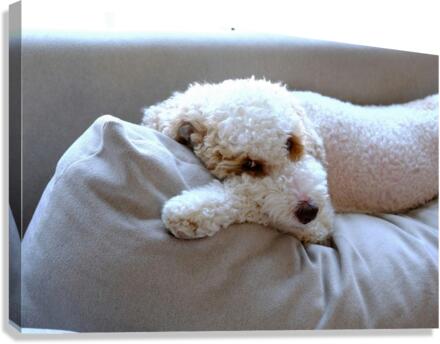 Not Pouting Pooch Canvas Print