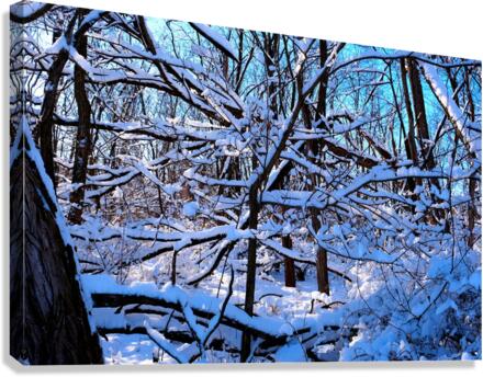 Frozen Limbs 2B Canvas Print