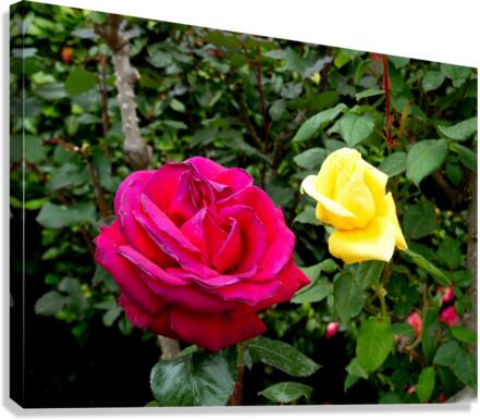 Two Roses Canvas Print