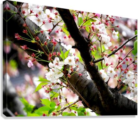 Cherry Blossom 2B Canvas Print