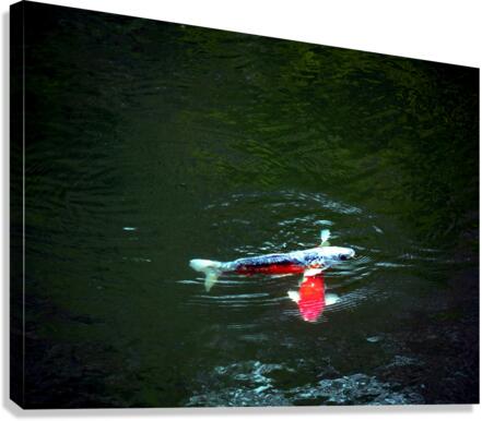 Playful Koi Canvas Print