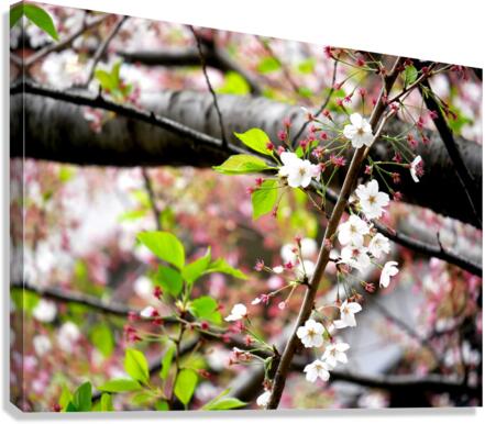 Cherry Blossom 2 Canvas Print