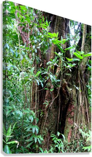 Hiking Hawaii 2 Canvas Print