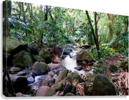 Hiking Hawaii Water Flow B Canvas Print