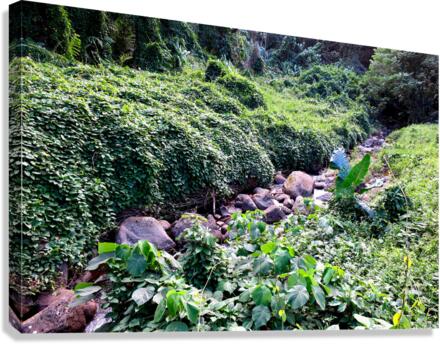 Hiking Hawaii 3 Canvas Print