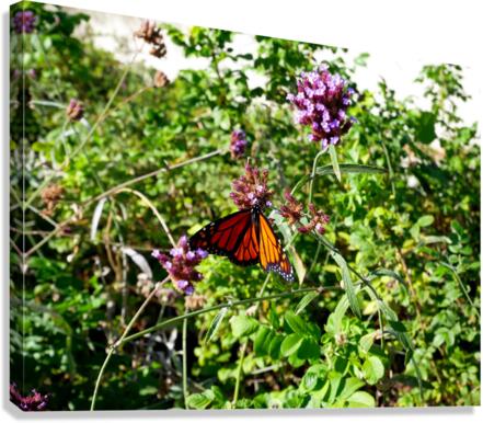 Monarch Butterfly Canvas Print