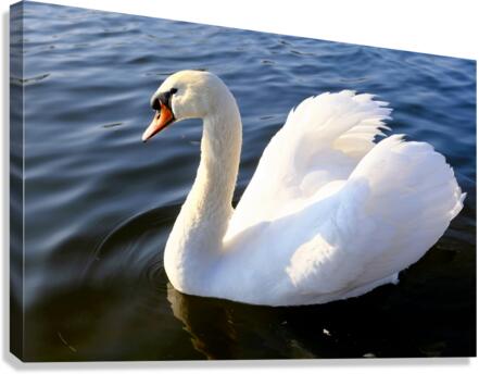 Wings of Love 1B Canvas Print