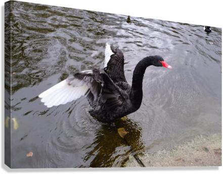 A Black Swan Moment Canvas Print