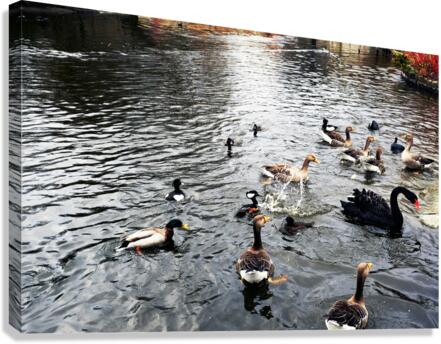 Ducking a Black Swan Moment Canvas Print