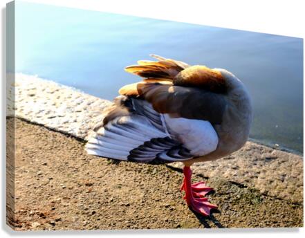 Headless Duck Canvas Print