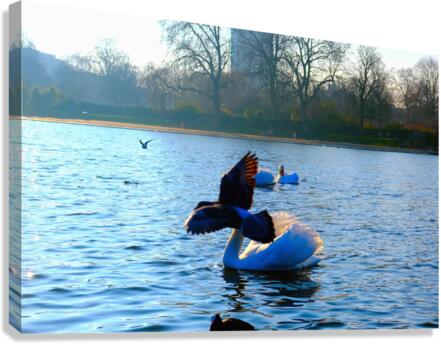 Pigeon-bombed Swan Canvas Print