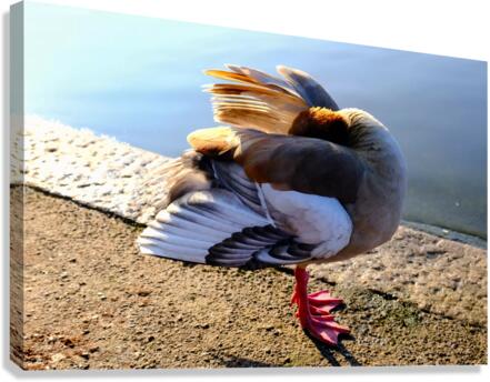 No Selfies Please  Canvas Print