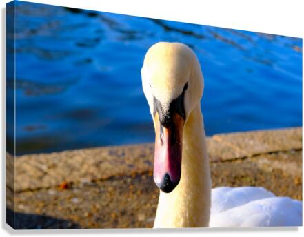 Swan Face 3 Canvas Print