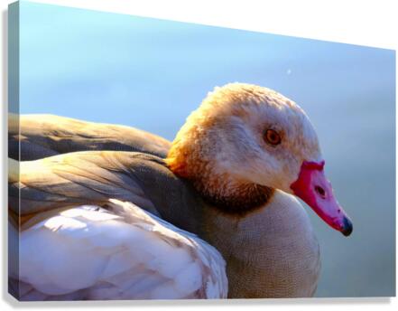 Duck Face 1B Canvas Print