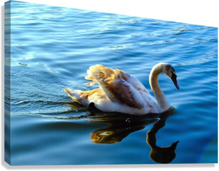 Baby Swan Cygnet Canvas Print