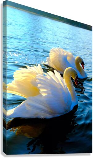 Wings of Love Pair 3 Canvas Print