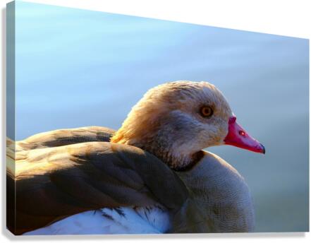Duck Face Canvas Print