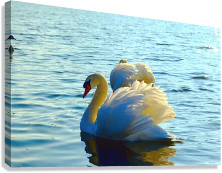 Wings of Love Pair Canvas Print