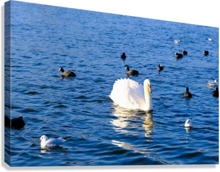 Grace in the Blue: A Swan Among Friends Canvas Print