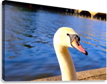 Graceful Swan by the River Canvas Print