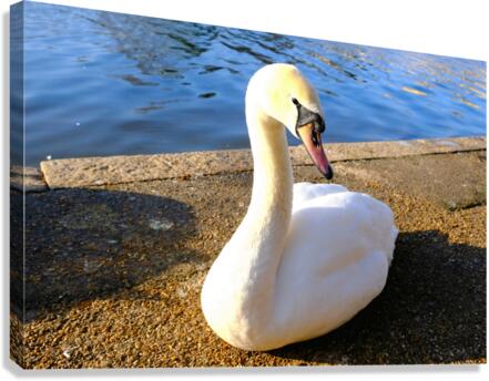 Lake’s Guardian Canvas Print