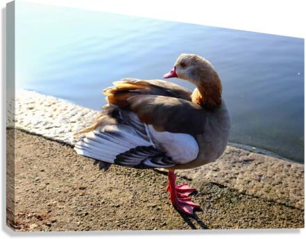 Graceful Pause Canvas Print