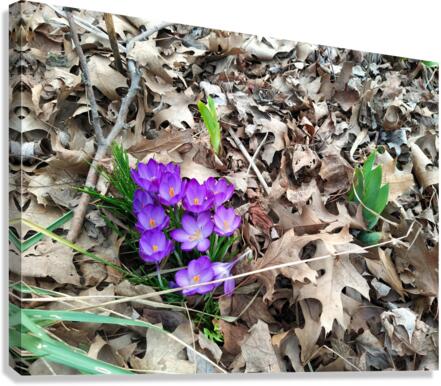 Spring Emerges Canvas Print
