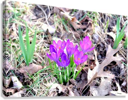 Crocus Revival Canvas Print