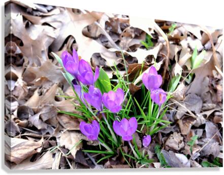 Spring Awakening Canvas Print