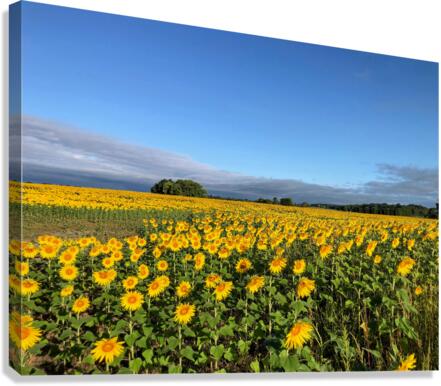 A Sea of Golden Dreams Canvas Print