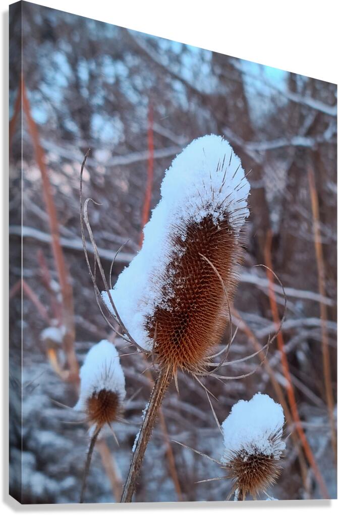 Thorny Lollipop Winter Thistle  Canvas Print