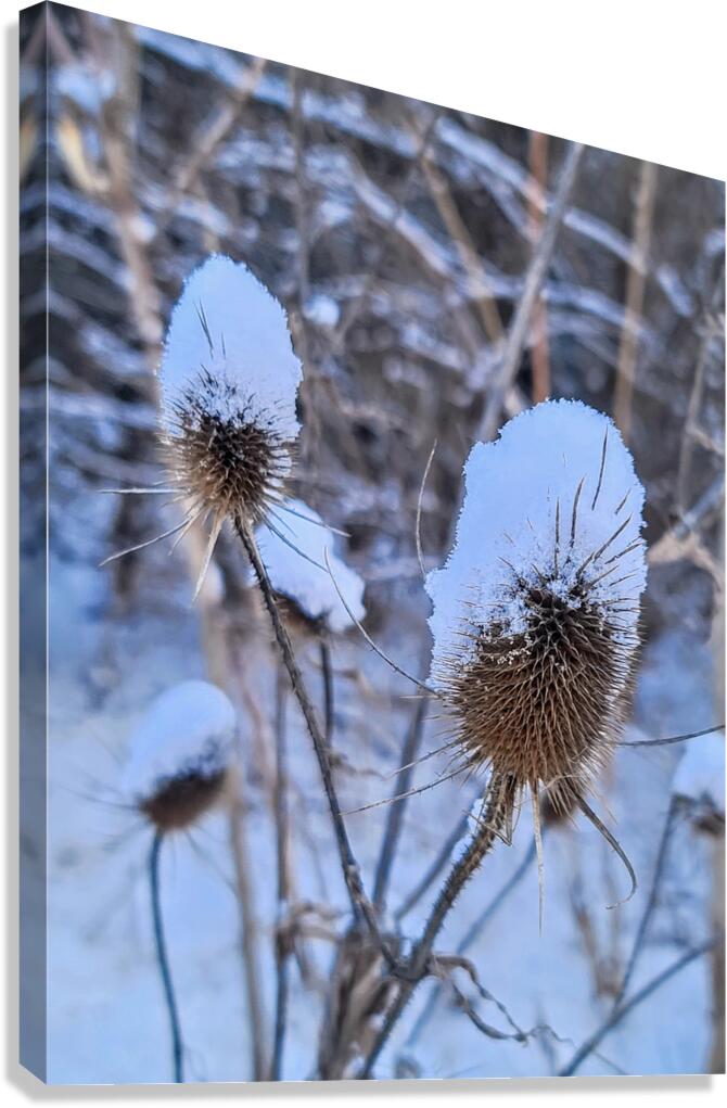 Snow Covered Prick  Winter Thistle Canvas Print